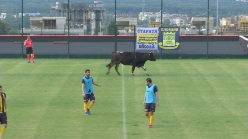 meydana-inek-girdi